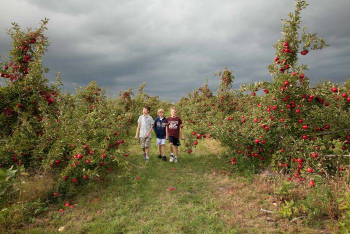 Archibald Orchards 