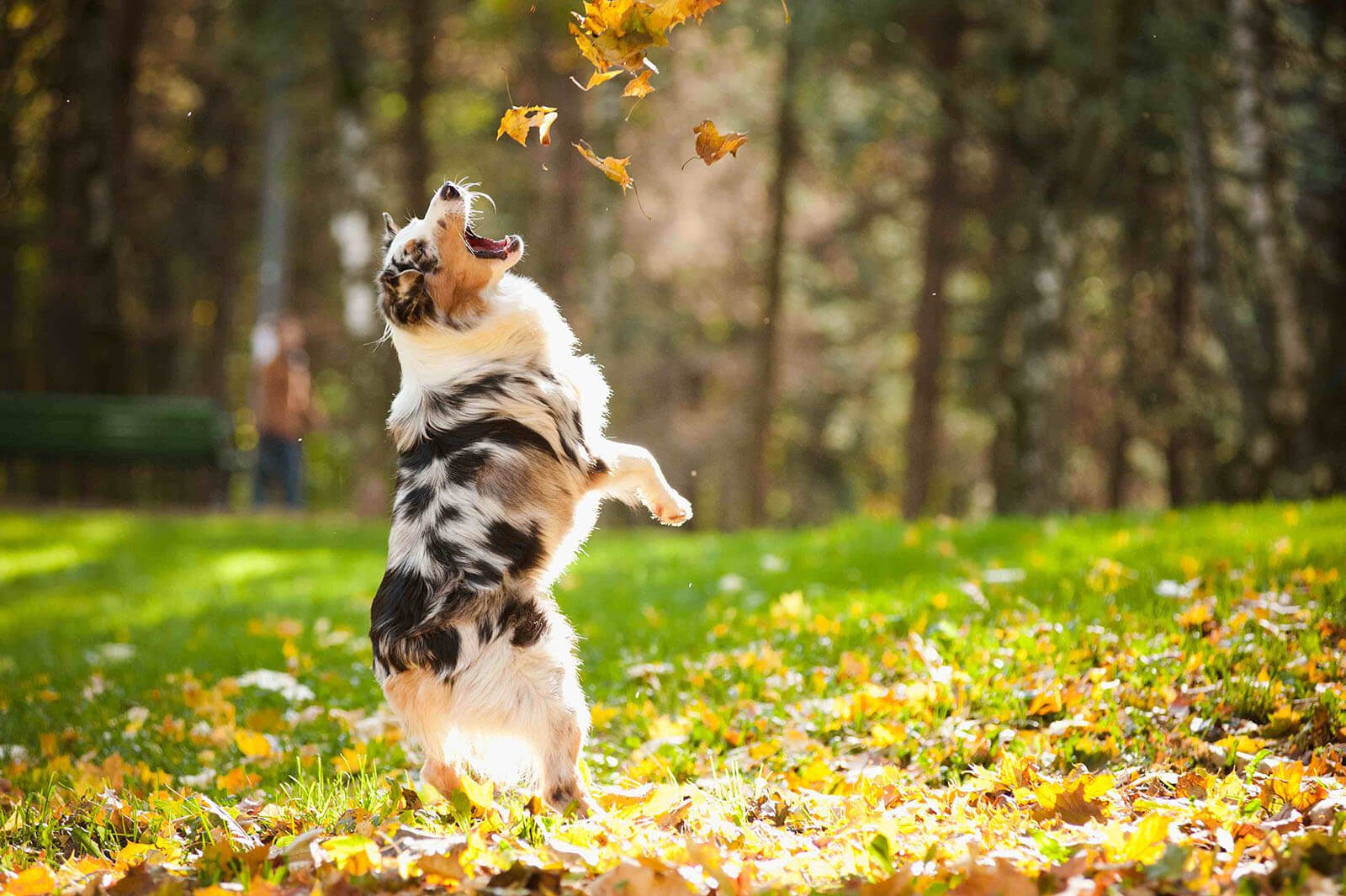 Dog Catching Leaves