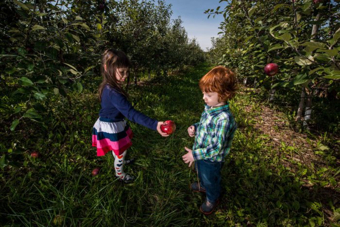 kids in apple orchard