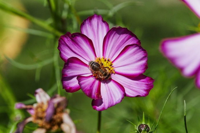 Flower and Bee
