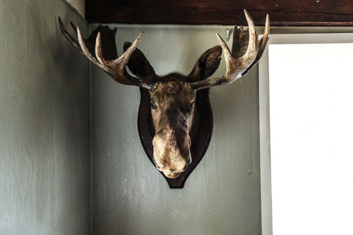 Moose head in Cabin