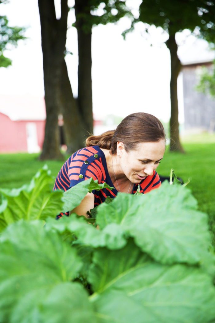 Woman picking rhubarb