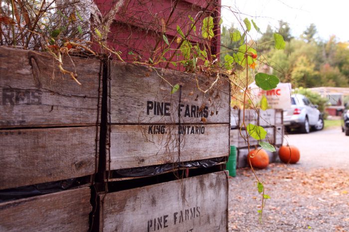 Pine Farms Orchard