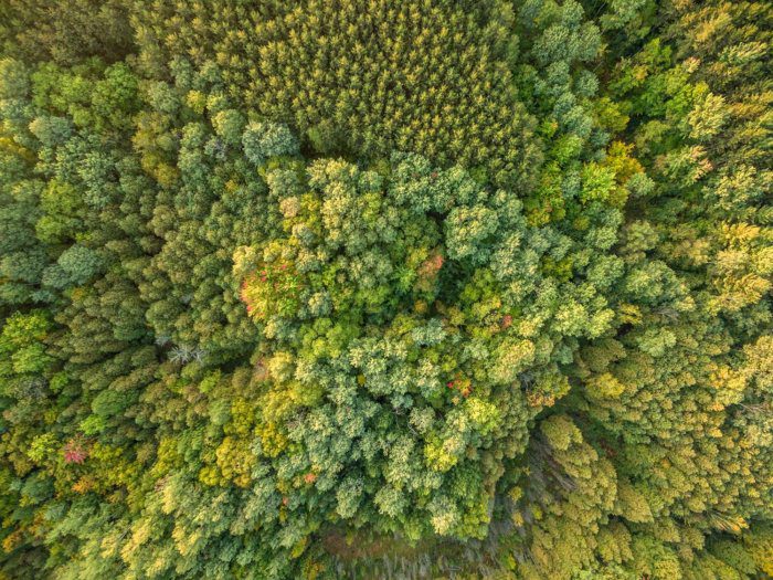 Drone image of forest