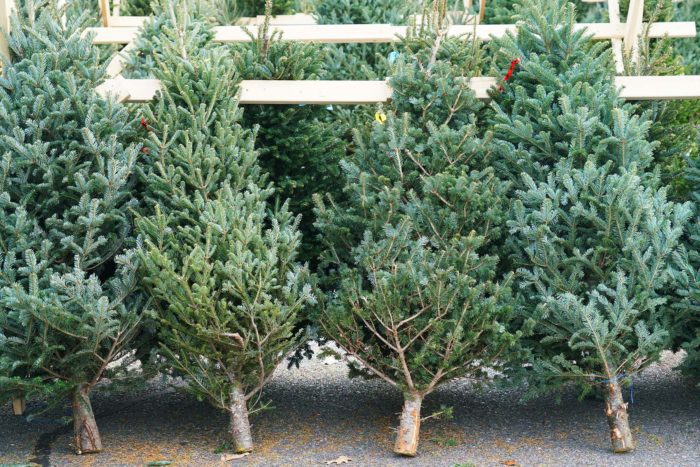 Christmas trees in the farm market for sale in holiday season